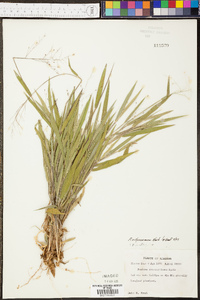 Panicum dichotomum image