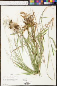 Panicum villosissimum image