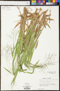 Panicum dichotomum image