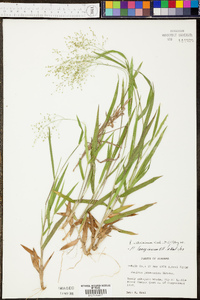 Panicum villosissimum image