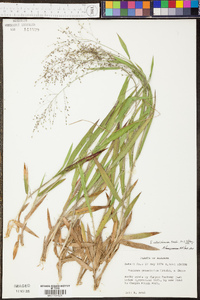 Panicum dichotomum image