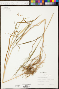 Kellochloa verrucosa image