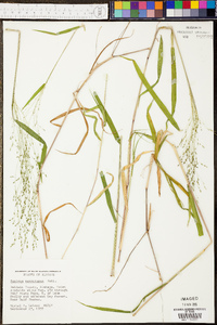 Panicum villosissimum image