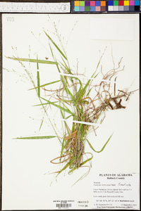 Kellochloa verrucosa image