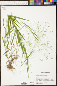 Kellochloa verrucosa image