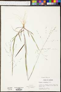 Kellochloa verrucosa image