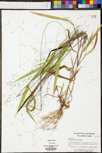 Kellochloa verrucosa image