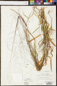 Kellochloa verrucosa image