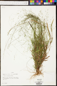 Kellochloa verrucosa image