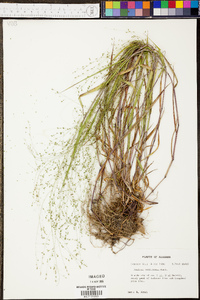 Kellochloa verrucosa image