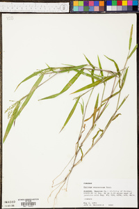 Kellochloa verrucosa image