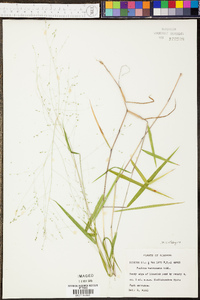 Panicum villosissimum image