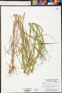 Kellochloa verrucosa image