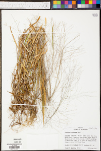 Panicum villosissimum image