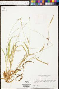 Panicum laxiflorum image