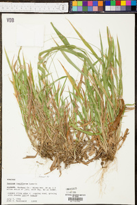 Panicum laxiflorum image