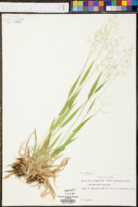 Panicum laxiflorum image