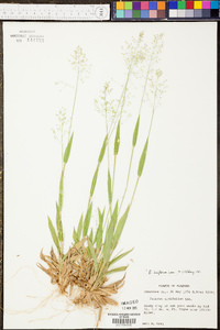 Panicum laxiflorum image