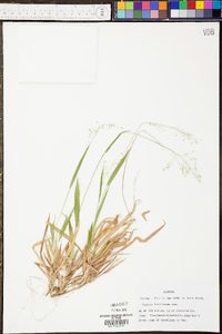 Panicum laxiflorum image