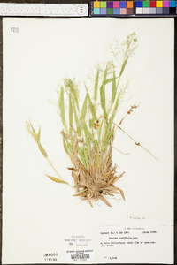 Panicum laxiflorum image