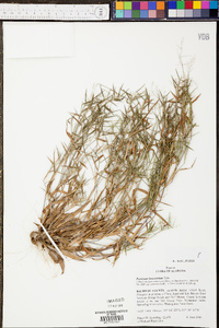 Panicum lancearium image