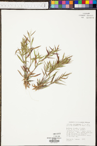 Panicum lancearium image