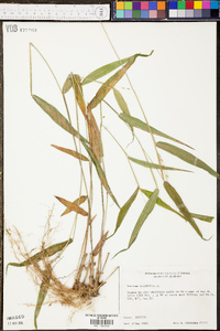 Panicum latifolium image