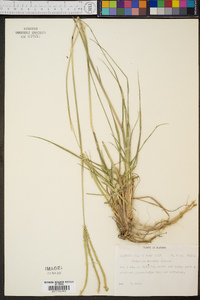 Paspalum notatum image