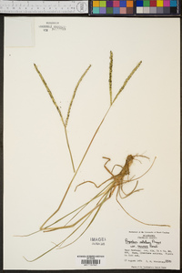 Paspalum notatum image