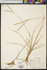 Paspalum notatum image