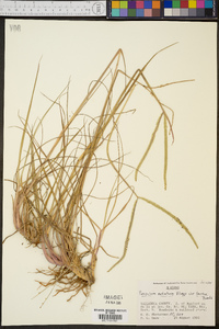 Paspalum notatum image