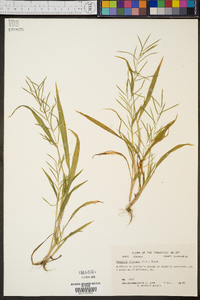 Paspalum fluitans image