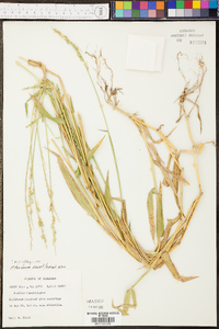 Urochloa texana image