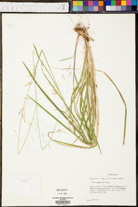 Paspalum distichum image