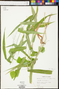 Panicum clandestinum image