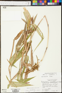 Panicum clandestinum image