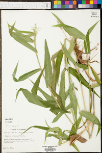 Panicum clandestinum image