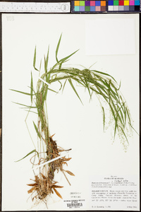 Panicum dichotomum image