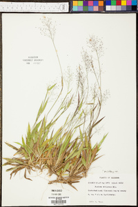 Panicum strigosum image