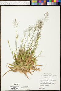 Panicum strigosum image