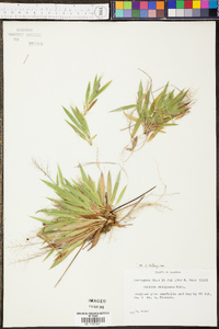 Panicum strigosum image