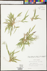 Panicum strigosum image