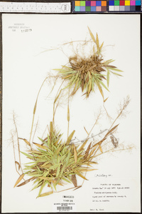 Panicum strigosum image