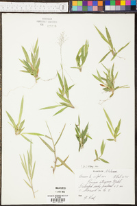 Panicum strigosum image