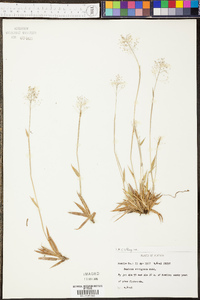 Panicum strigosum image