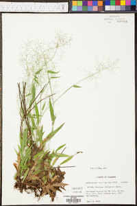 Panicum strigosum image