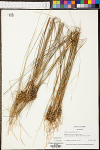 Panicum tenerum image