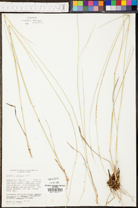 Panicum tenerum image