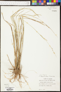 Panicum tenerum image