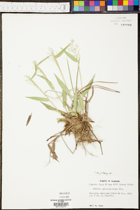 Panicum sphaerocarpon image